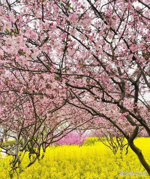 孝感适合养什么花，市花和市树是什么，湖北孝感适合种什么花-第5张图片-优品飞百科