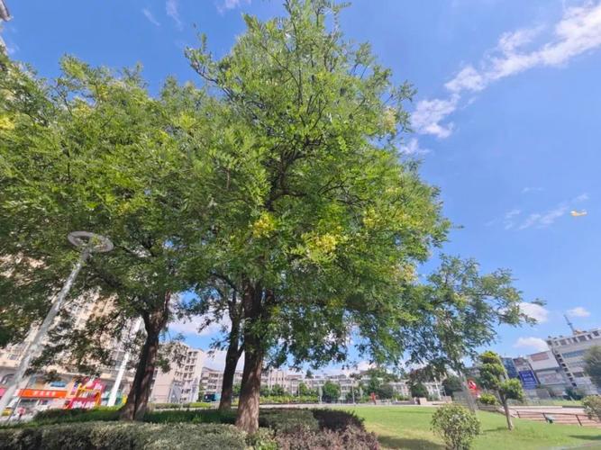 孝感适合养什么花，市花和市树是什么，湖北孝感适合种什么花-第7张图片-优品飞百科