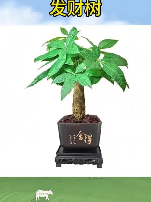 室内养这些花能转运哦，室内养什么花易活？-第1张图片-优品飞百科