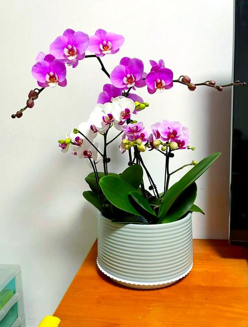 室内养这些花能转运哦，室内养什么花易活？-第2张图片-优品飞百科