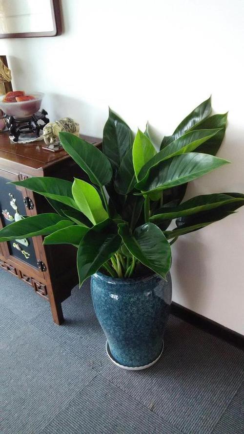 室内养这些花能转运哦，室内养什么花易活？-第3张图片-优品飞百科