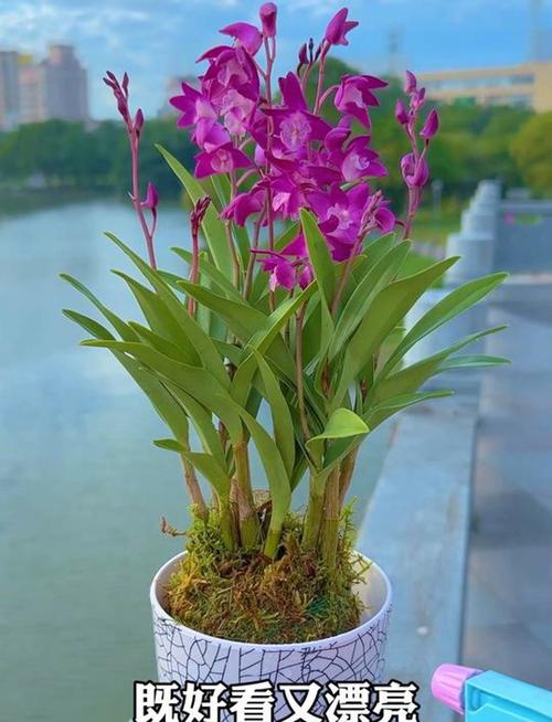 室内养这些花能转运哦，室内养什么花易活？-第4张图片-优品飞百科