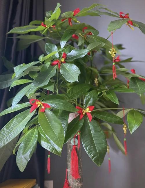 室内养这些花能转运哦，室内养什么花易活？-第5张图片-优品飞百科