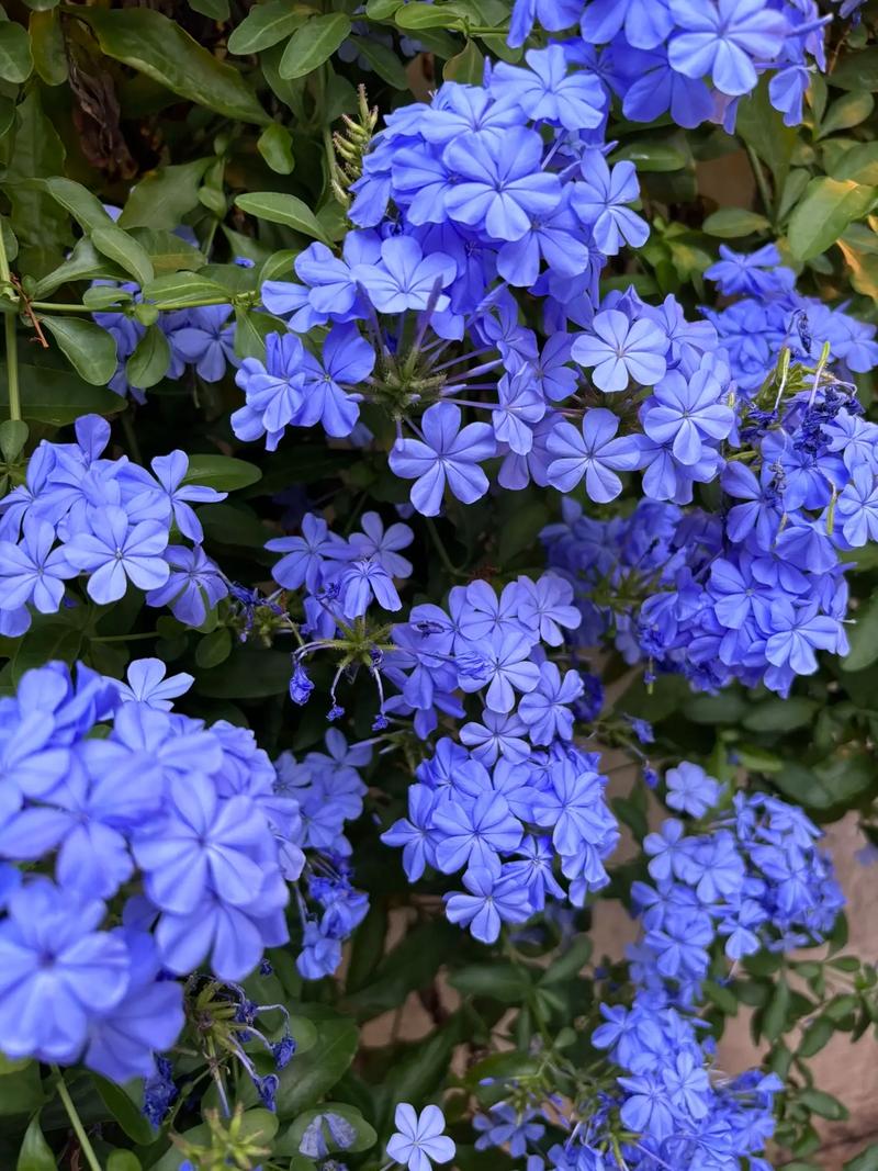 蓝雪花的花语，蓝雪花的花语和寓意-第1张图片-优品飞百科