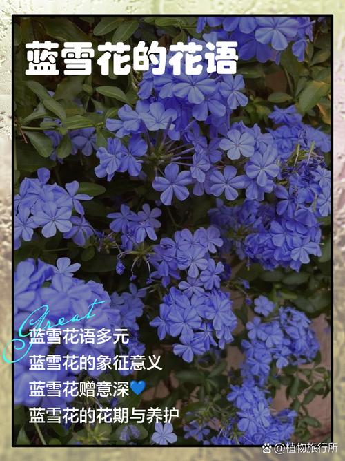蓝雪花的花语，蓝雪花的花语和寓意-第2张图片-优品飞百科