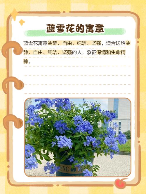 蓝雪花的花语，蓝雪花的花语和寓意-第3张图片-优品飞百科