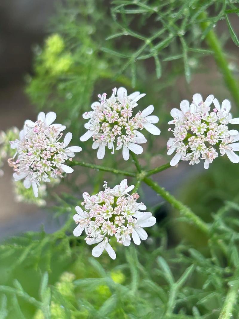 蓝雪花的花语，蓝雪花的花语和寓意-第5张图片-优品飞百科