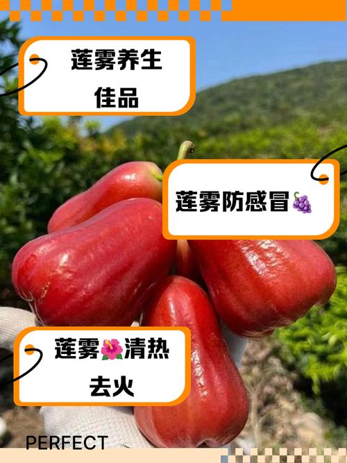 莲雾好吃吗,(吃法介绍)?莲雾能吃吗?怎么吃??-第1张图片-优品飞百科 莲雾好吃吗,(吃法介绍)?莲雾能吃吗?怎么吃??-第1张图片-优品飞百科