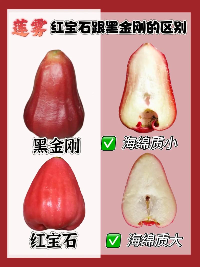 莲雾好吃吗,(吃法介绍)?莲雾能吃吗?怎么吃??-第2张图片-优品飞百科 莲雾好吃吗,(吃法介绍)?莲雾能吃吗?怎么吃??-第2张图片-优品飞百科