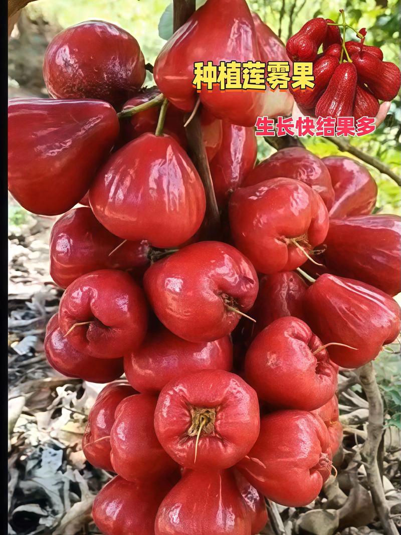 莲雾好吃吗,(吃法介绍)?莲雾能吃吗?怎么吃??-第6张图片-优品飞百科 莲雾好吃吗,(吃法介绍)?莲雾能吃吗?怎么吃??-第6张图片-优品飞百科