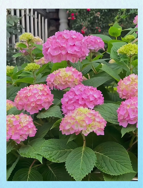 初夏开的花都有哪些，初夏的时候开什么花-第1张图片-优品飞百科
