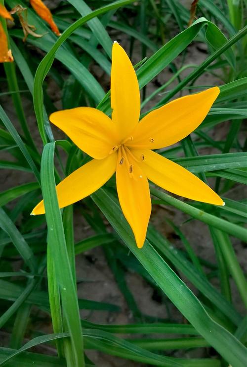 初夏开的花都有哪些，初夏的时候开什么花-第2张图片-优品飞百科