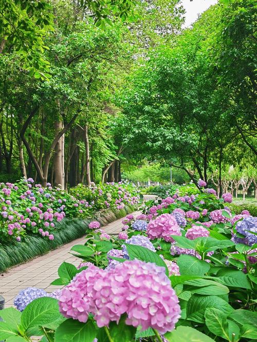 初夏开的花都有哪些，初夏的时候开什么花-第3张图片-优品飞百科