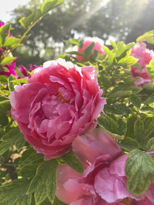 初夏开的花都有哪些，初夏的时候开什么花-第4张图片-优品飞百科