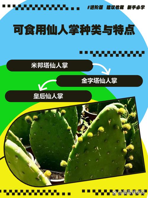 仙人掌的介绍，仙人掌的作用？仙人掌的介绍,仙人掌的作用有哪些？-第1张图片-优品飞百科
