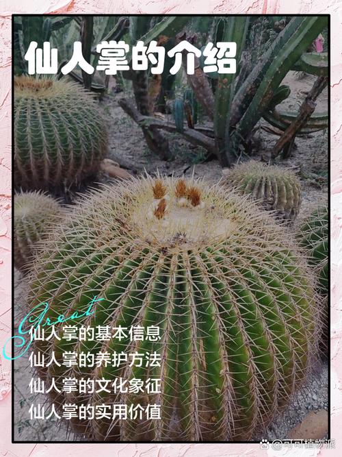 仙人掌的介绍，仙人掌的作用？仙人掌的介绍,仙人掌的作用有哪些？-第3张图片-优品飞百科