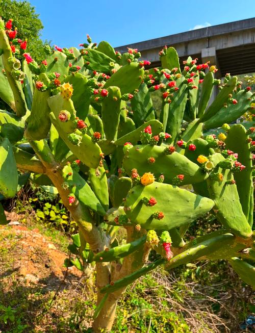 仙人掌的介绍，仙人掌的作用？仙人掌的介绍,仙人掌的作用有哪些？-第4张图片-优品飞百科