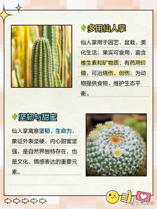 仙人掌的介绍，仙人掌的作用？仙人掌的介绍,仙人掌的作用有哪些？-第5张图片-优品飞百科