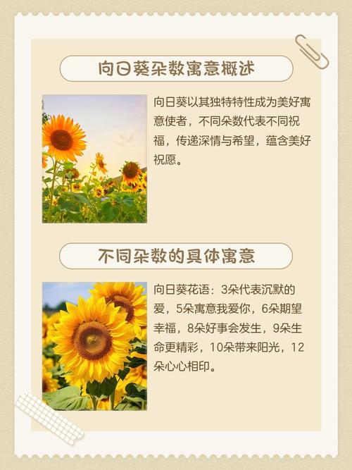 太阳花的寓意和花语，太阳花的寓意和花语图片-第2张图片-优品飞百科