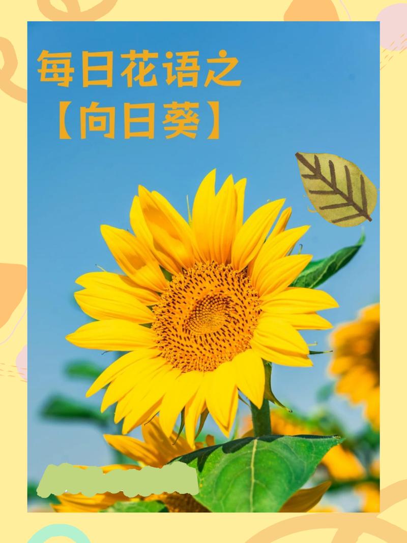 太阳花的寓意和花语，太阳花的寓意和花语图片-第5张图片-优品飞百科