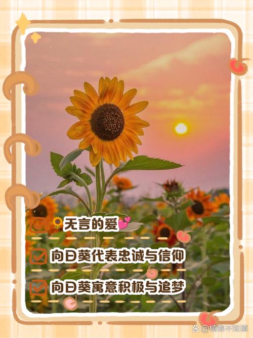 太阳花的寓意和花语，太阳花的寓意和花语图片-第6张图片-优品飞百科