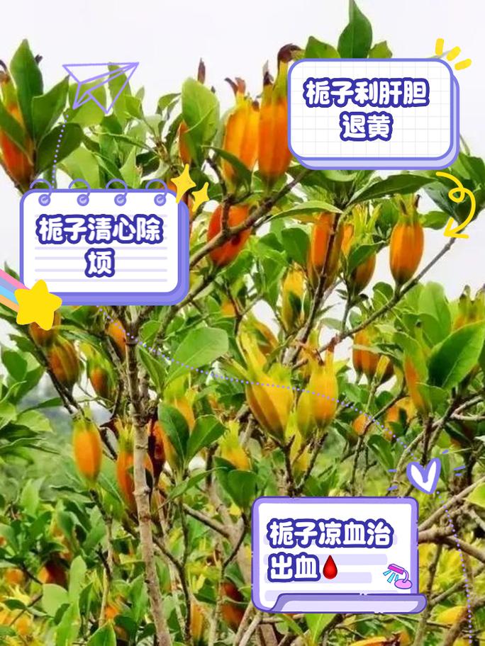 栀子花可以吃吗？多层栀子花可以吃吗？-第3张图片-优品飞百科