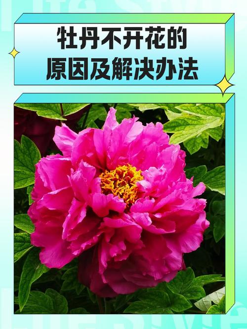 家里为什么不能养牡丹,家里不养牡丹花的说法有依据吗??-第3张图片-优品飞百科 家里为什么不能养牡丹,家里不养牡丹花的说法有依据吗??-第3张图片-优品飞百科