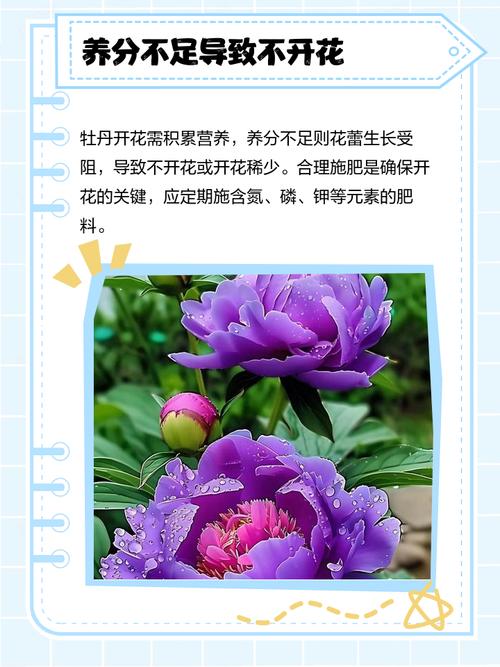 家里为什么不能养牡丹,家里不养牡丹花的说法有依据吗??-第4张图片-优品飞百科 家里为什么不能养牡丹,家里不养牡丹花的说法有依据吗??-第4张图片-优品飞百科