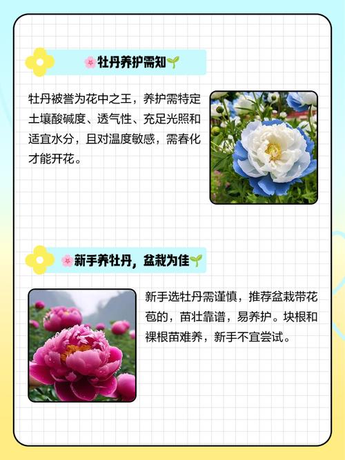 家里为什么不能养牡丹,家里不养牡丹花的说法有依据吗??-第5张图片-优品飞百科 家里为什么不能养牡丹,家里不养牡丹花的说法有依据吗??-第5张图片-优品飞百科