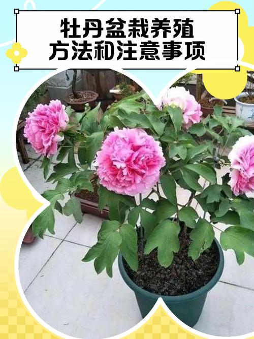 家里为什么不能养牡丹,家里不养牡丹花的说法有依据吗??-第6张图片-优品飞百科 家里为什么不能养牡丹,家里不养牡丹花的说法有依据吗??-第6张图片-优品飞百科