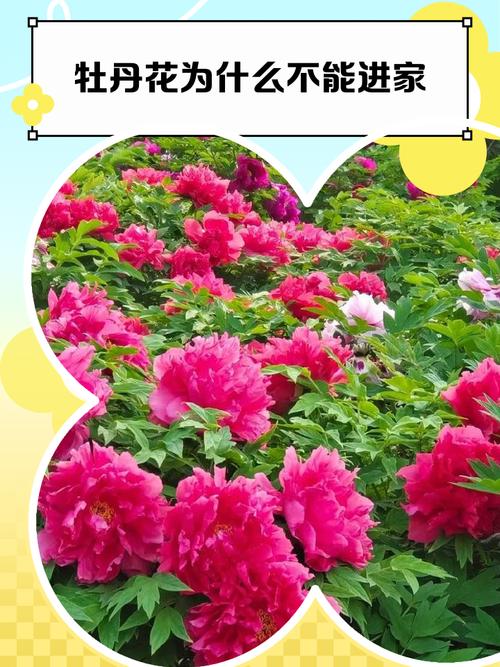 家里为什么不能养牡丹,家里不养牡丹花的说法有依据吗??-第7张图片-优品飞百科 家里为什么不能养牡丹,家里不养牡丹花的说法有依据吗??-第7张图片-优品飞百科