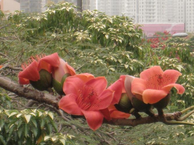 木棉是什么，是花还是树，木棉是指-第1张图片-优品飞百科