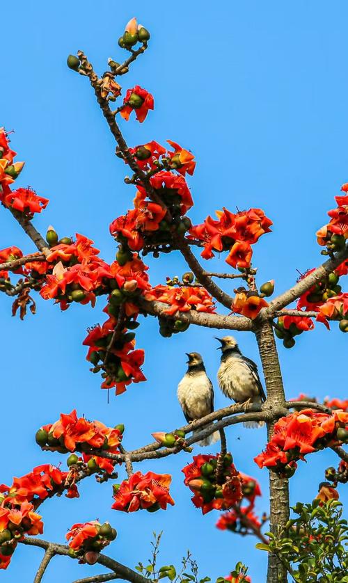 木棉是什么，是花还是树，木棉是指-第2张图片-优品飞百科