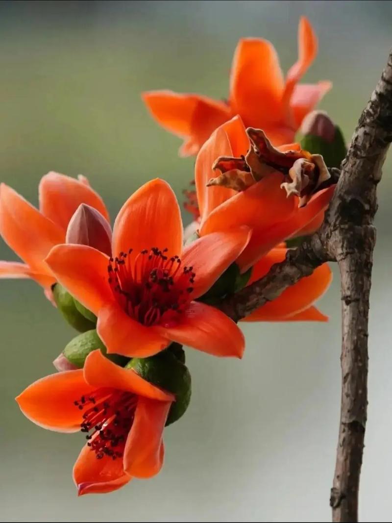 木棉是什么，是花还是树，木棉是指-第4张图片-优品飞百科