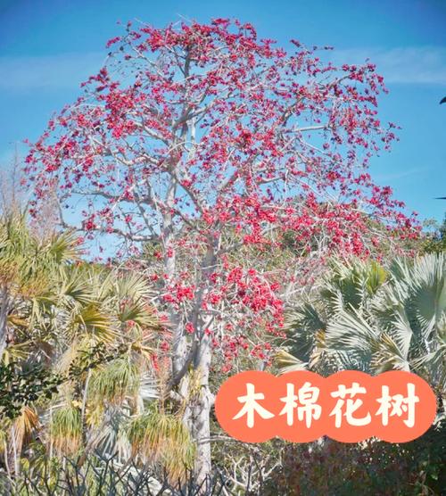 木棉是什么，是花还是树，木棉是指-第5张图片-优品飞百科