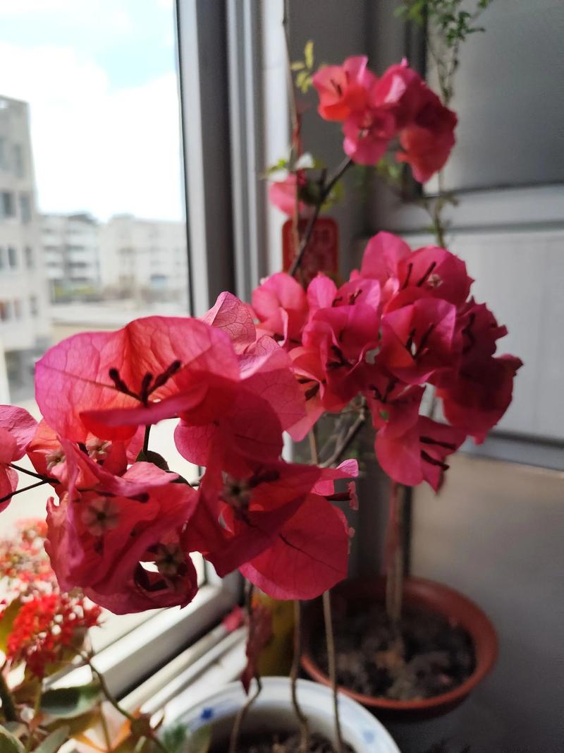 三角梅哪个品种比较好看？三角梅哪个品种比较好看变色龙好养吗?？-第1张图片-优品飞百科