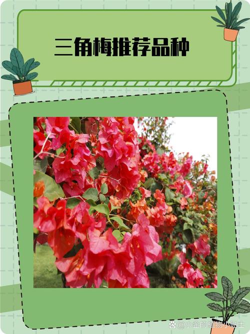 三角梅哪个品种比较好看？三角梅哪个品种比较好看变色龙好养吗?？-第2张图片-优品飞百科