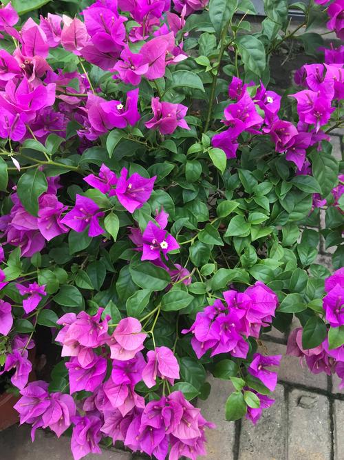 三角梅哪个品种比较好看？三角梅哪个品种比较好看变色龙好养吗?？-第3张图片-优品飞百科