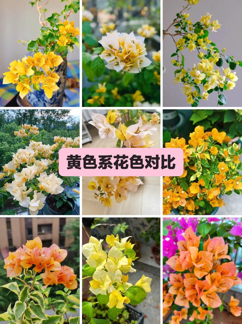 三角梅哪个品种比较好看？三角梅哪个品种比较好看变色龙好养吗?？-第4张图片-优品飞百科