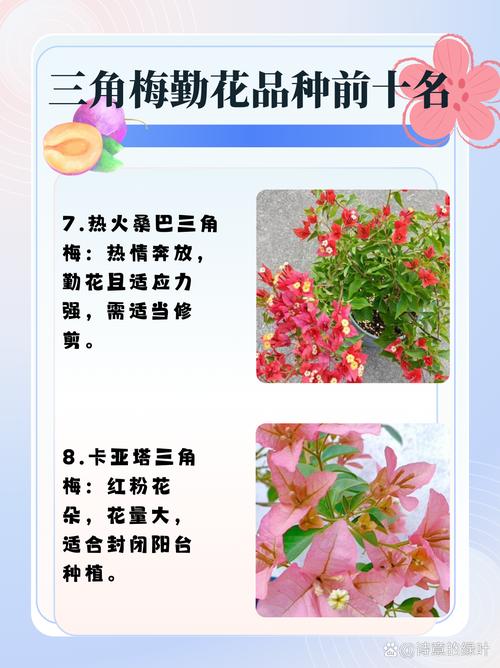 三角梅哪个品种比较好看？三角梅哪个品种比较好看变色龙好养吗?？-第5张图片-优品飞百科