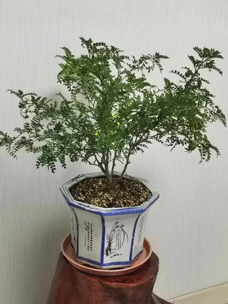 清香木会开花吗，清香木开花吗什么时候开花