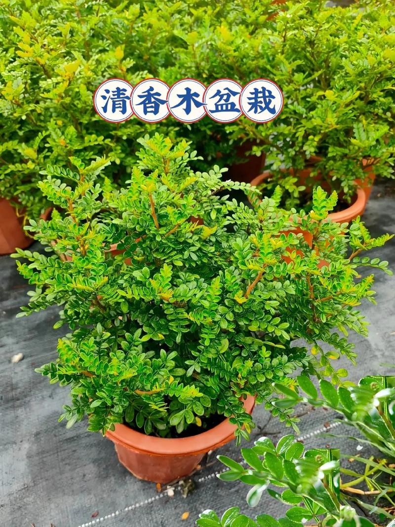 清香木会开花吗，清香木开花吗什么时候开花-第2张图片-优品飞百科