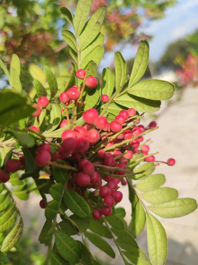 清香木会开花吗，清香木开花吗什么时候开花-第3张图片-优品飞百科