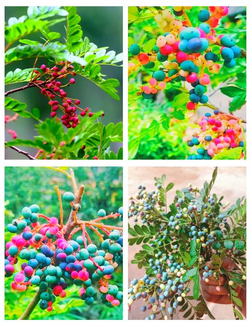 清香木会开花吗，清香木开花吗什么时候开花-第4张图片-优品飞百科