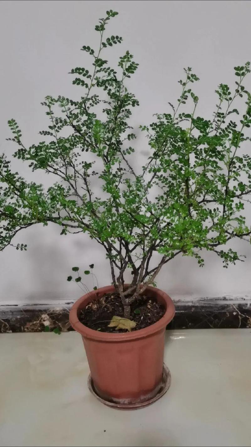 清香木会开花吗，清香木开花吗什么时候开花-第5张图片-优品飞百科