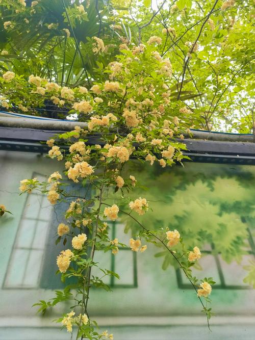 清香木会开花吗，清香木开花吗什么时候开花-第6张图片-优品飞百科