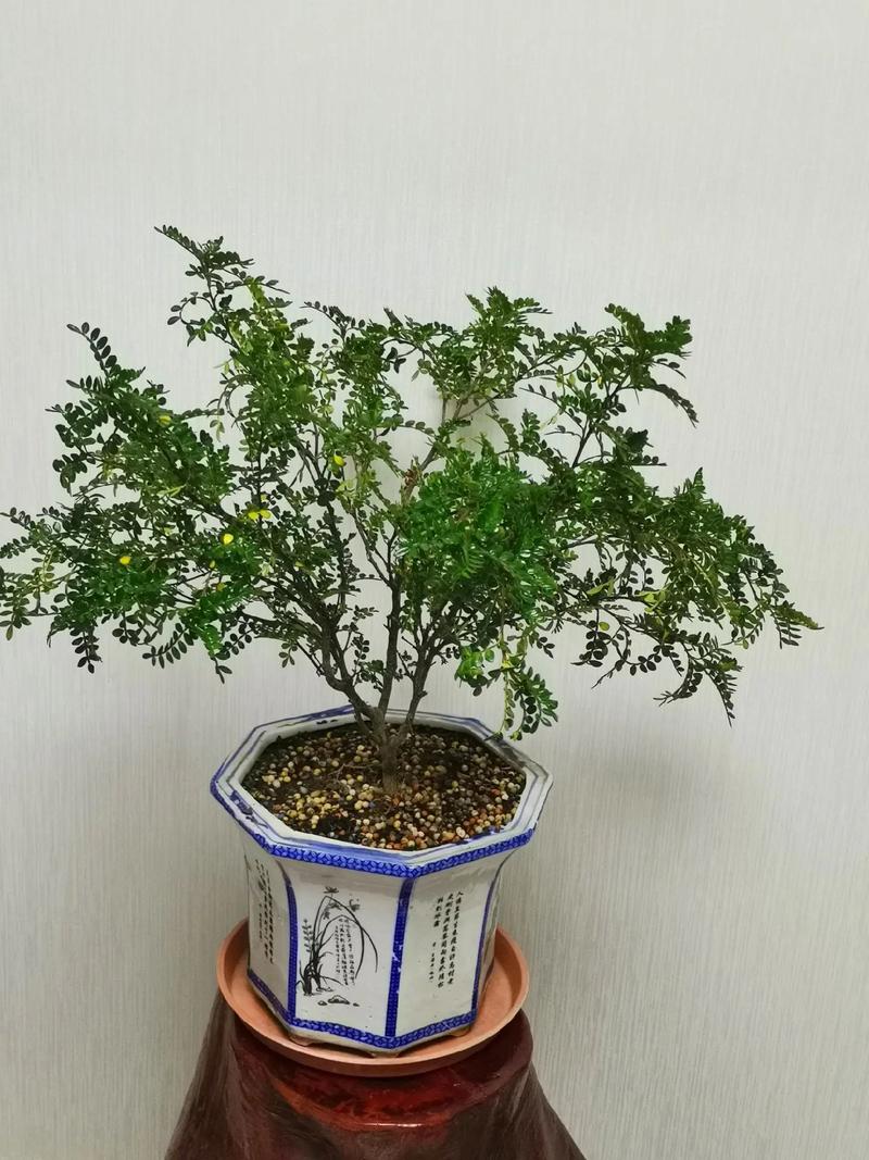 清香木会开花吗，清香木开花吗什么时候开花-第7张图片-优品飞百科