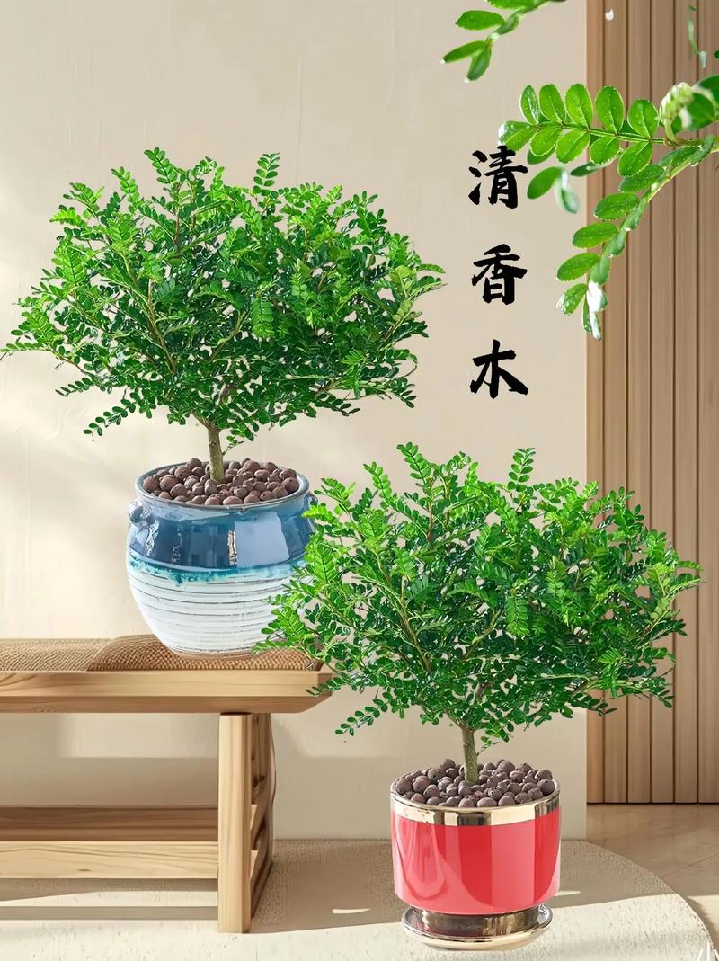 清香木会开花吗，清香木开花吗什么时候开花-第8张图片-优品飞百科