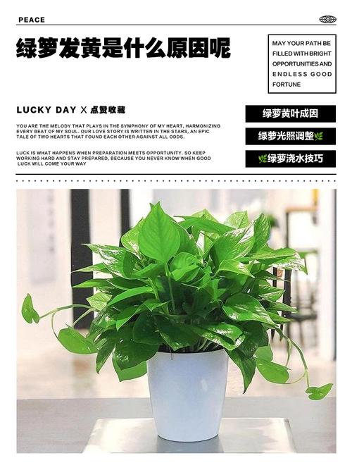 绿萝在有甲醛的地方会长的更好吗，发黄是甲醛超标吗？绿萝是否在有甲醛的地方长的好？-第1张图片-优品飞百科