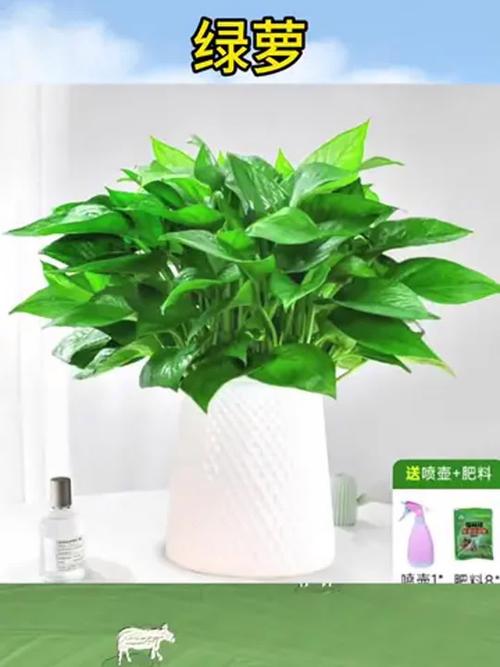 绿萝在有甲醛的地方会长的更好吗，发黄是甲醛超标吗？绿萝是否在有甲醛的地方长的好？-第3张图片-优品飞百科